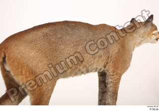 Asian golden cat Catopuma Temminckii back body 0005.jpg